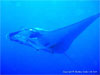 Similan Islands - Click to enlarge