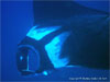 Similan Islands - Click to enlarge