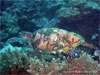 Similan Islands - Click to enlarge