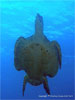 Similan Islands - Click to enlarge