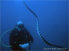 Similan Islands - Click to enlarge