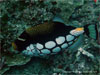 Similan Islands - Click to enlarge