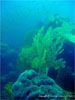 Similan Islands - Click to enlarge