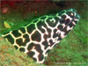 Similan Islands - Click to enlarge