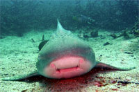 Leopard Shark