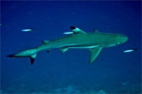 Blacktip Reef Shark