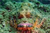 Bearded Scorpionfish