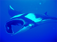 Manta Ray