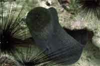 Giant moray eel