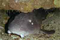 Grey bamboo shark