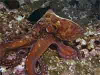 Local octopus