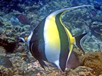 Moorish Idol