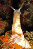 Colourful nudibranch