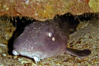 Grey bamboo shark