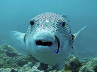 Pufferfish at Racha Yai island