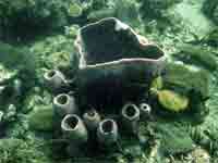 Barrel sponge