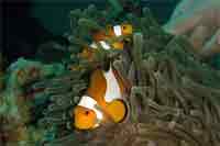 Finding Nemo and friend