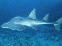 Bowmouth guitarfish at Shark Point, Phuket