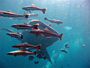 Whale Shark, Phuket