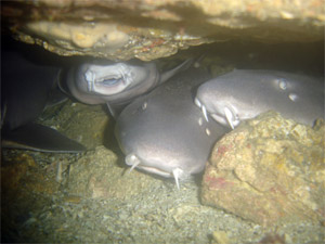 Grey bamboo sharks at Koh Doc Mai