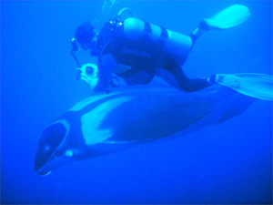 Manta ray at Koh Bon island