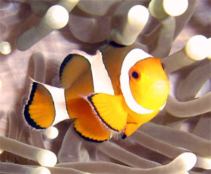 Western Clown Fish