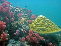 Shark Point's soft colourful corals