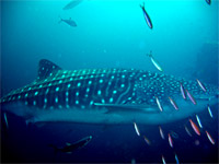 Whale shark