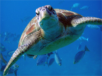 Green turtle, Similans