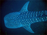 Whale Shark, Hin Muang