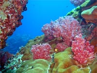 Hin Daeng colourful corals