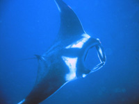Manta ray at Hin Muang
