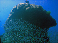 Large coral formationsurrounded by glass fish, Similan Islands