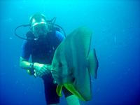 Inquisitive batfish at Shark Fin Reef, Similans - one of many superb dive sites to be experienced