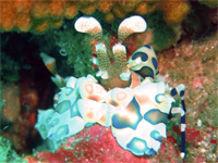Harlequin Shrimp at Richelieu Rock