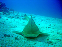 Leopard shark