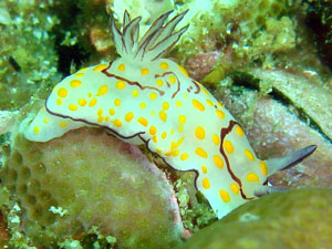 Chromodoris annulata at Koh Bon island