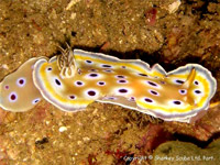 Chromodoris geminus at Koh Doc Mai, Phuket