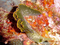 Elysia ornata at Koh Haa, Krabi