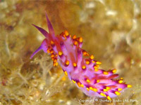 Flabellina exoptata at Koh Haa, Krabi