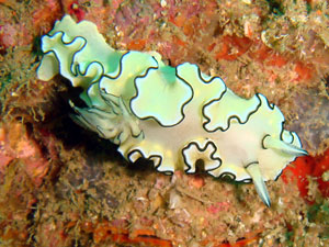 Glossodoris atromarginata at King Cruiser Wreck