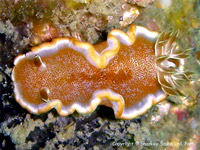 Chromodoris rufomarginatus at Shark Point, Phuket