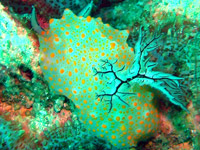 Halgerda species at Grey Bamboo Shark
