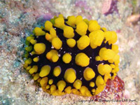 Phyllidia ocellata in Similan Islands
