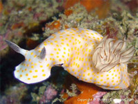 Risbecia pulchella at Koh Doc Mai, Phuket