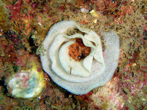 Nudibranch egg spiral