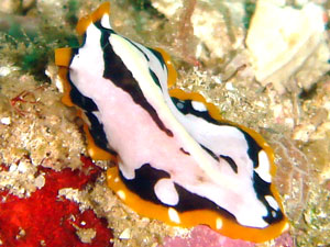 Unknown nudibranch