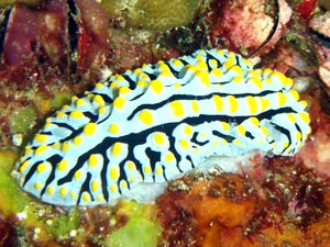 Varicose wart slug