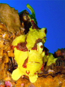 Clown frog fish at Phi Phi, Thailand