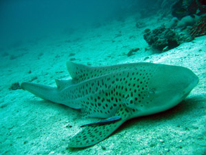 Leopard shark at Phi Phi